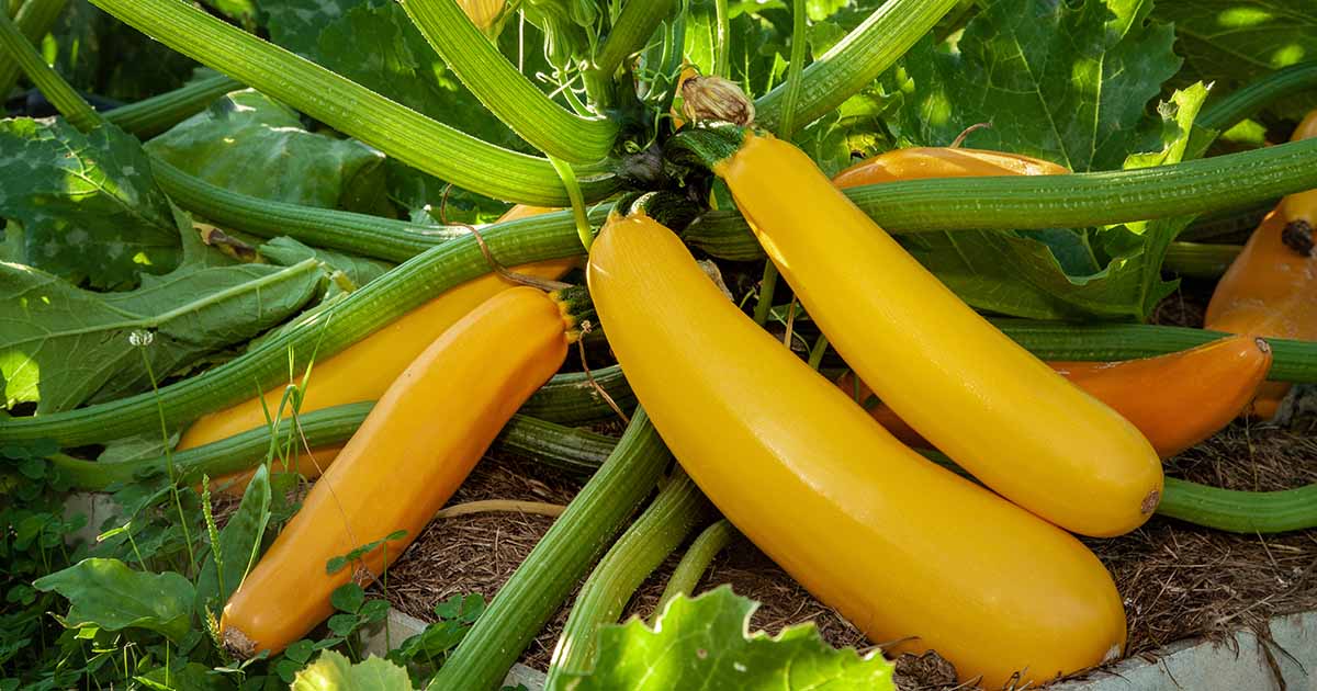 Zucchini - Golden Seeds (Organic) - Botanical Name: Cucurbita pepo