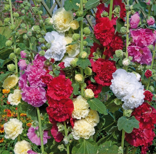 Hollyhock - Chaters Double Seeds- Botanical Name: Alcea rosea