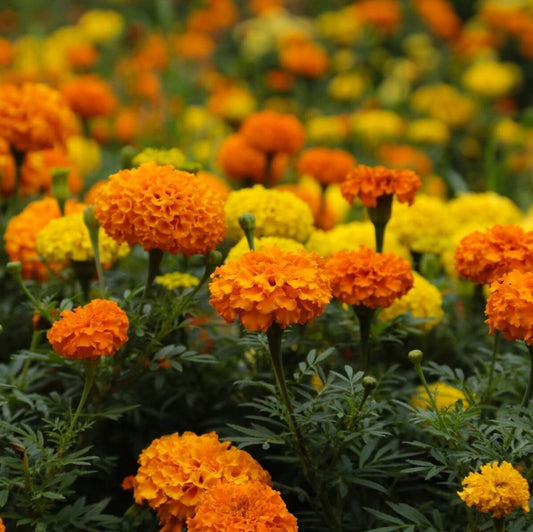 Marigold - African Crackerjack Flower Seeds