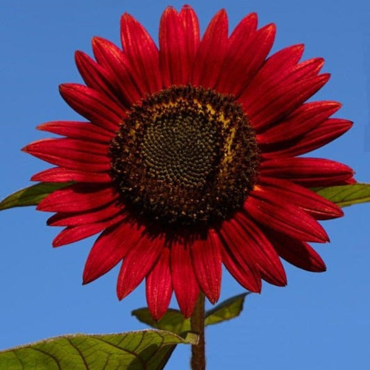 Red Sunflower Seeds