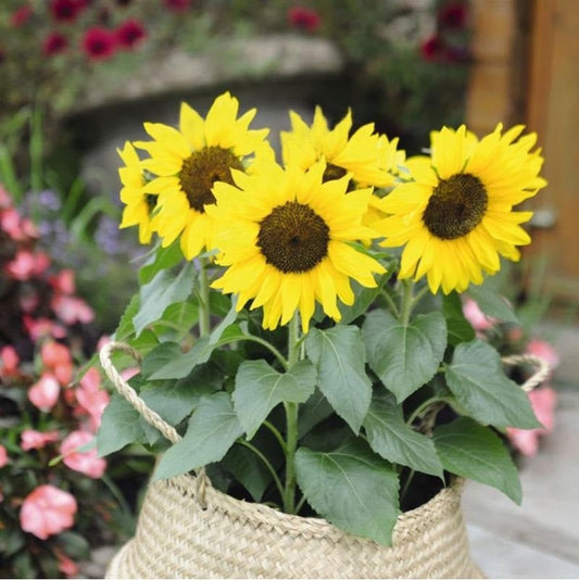 Sunflower Dwarf Sunsation Seeds