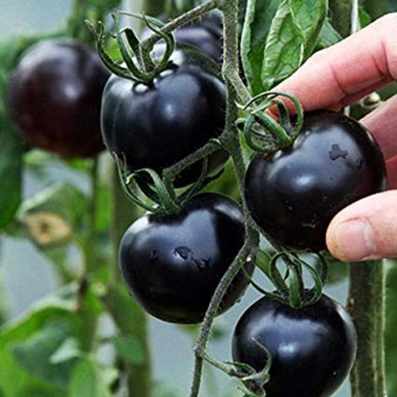 Black Pearl Cherry Tomato Seeds (Organic)