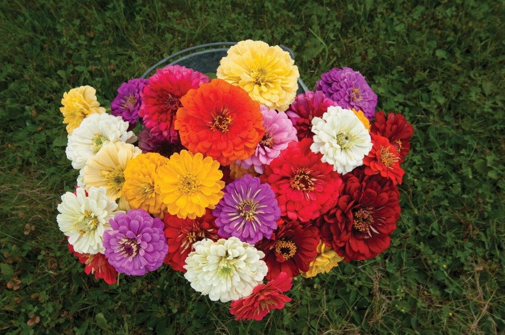 Zinnia Giant Dahlia Flower Mixed