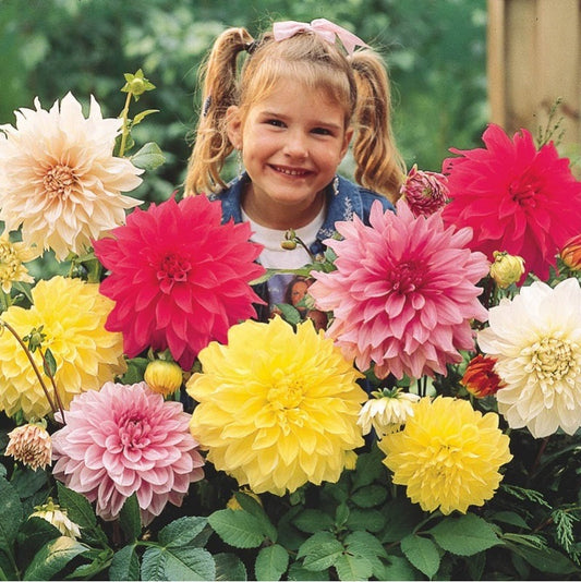 Zinnia Giant Dahlia Flower Mixed