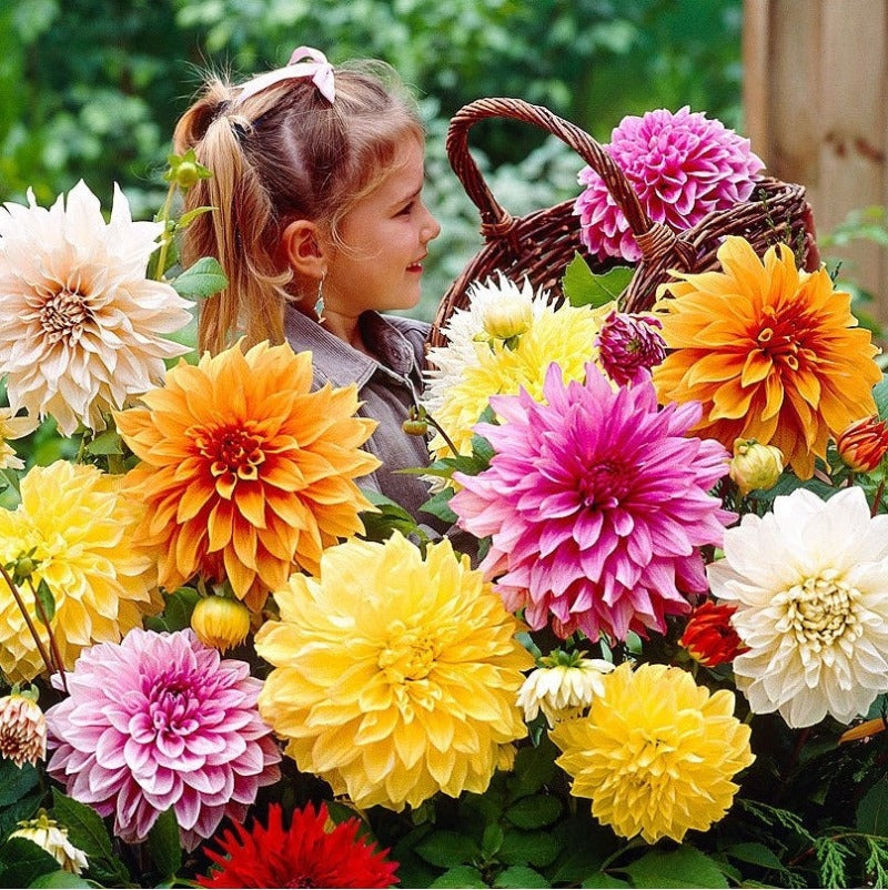 Zinnia Giant Dahlia Flower Mixed