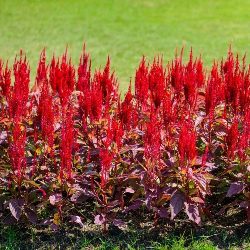 Celosia Forest Fire Flower Seeds