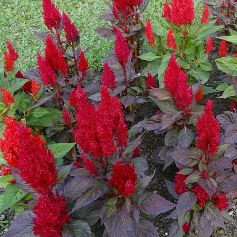 Celosia Forest Fire Flower Seeds