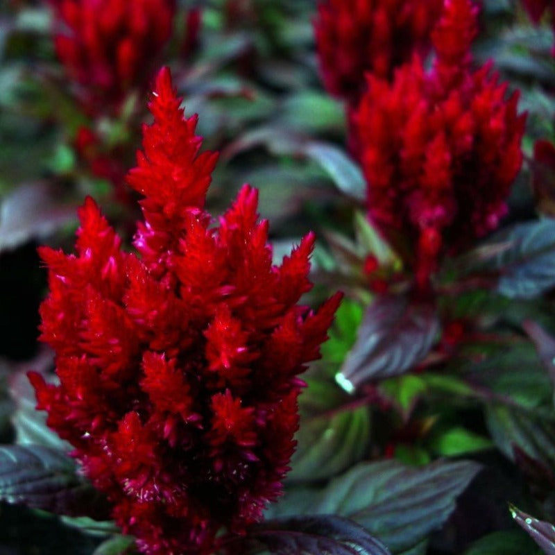 Celosia Forest Fire Flower Seeds